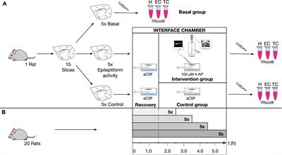 Spatiotemporal Correlation of Epileptiform Activity and Gene Expression in vitro